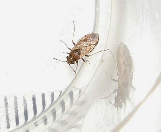 Lygaeidae: Nysius del gruppo thymi/ericae di Milano
