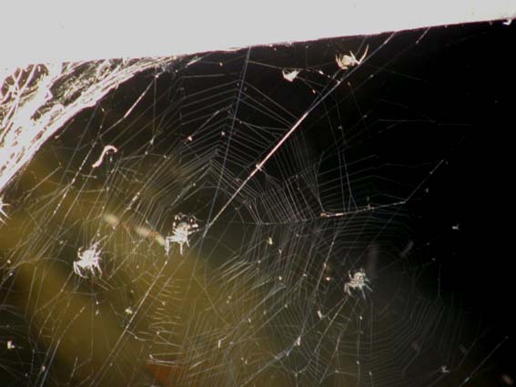 Larinioides sclopetarius