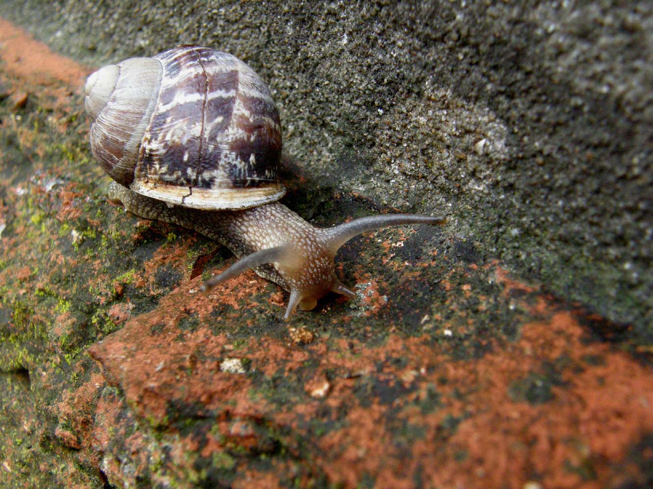 Helicidae da identificare