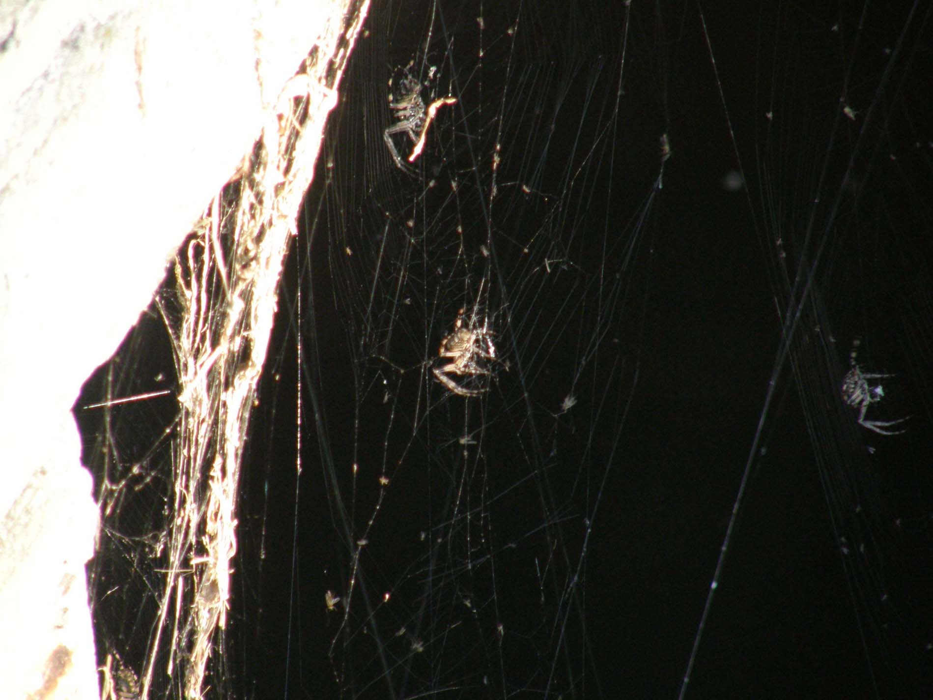 Larinioides sclopetarius