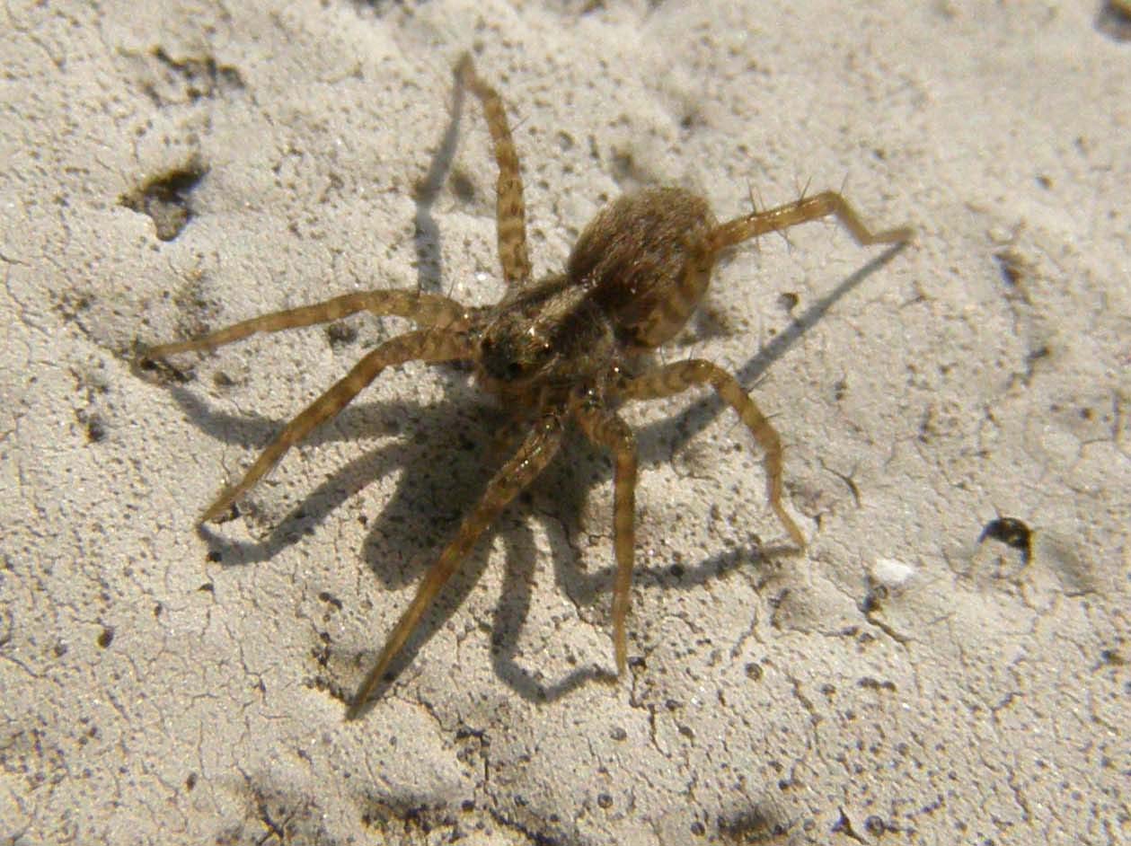 Pardosa sp.