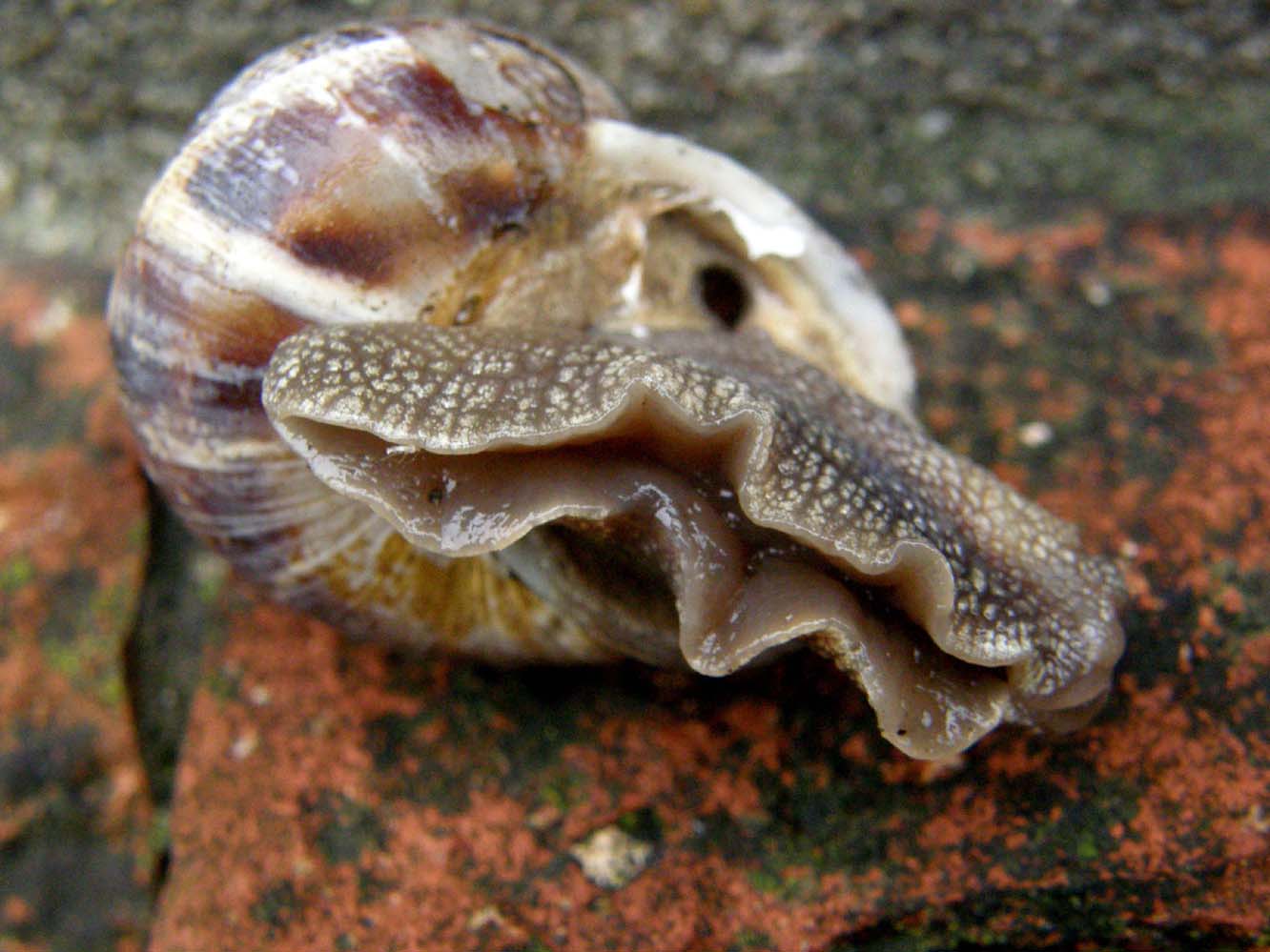 Helicidae da identificare