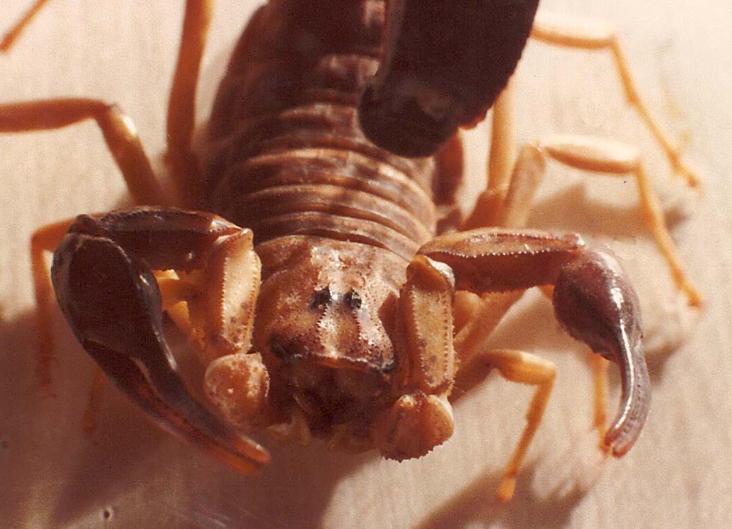 Scorpioni sahariani: Androctonus australis e Buthus sp.