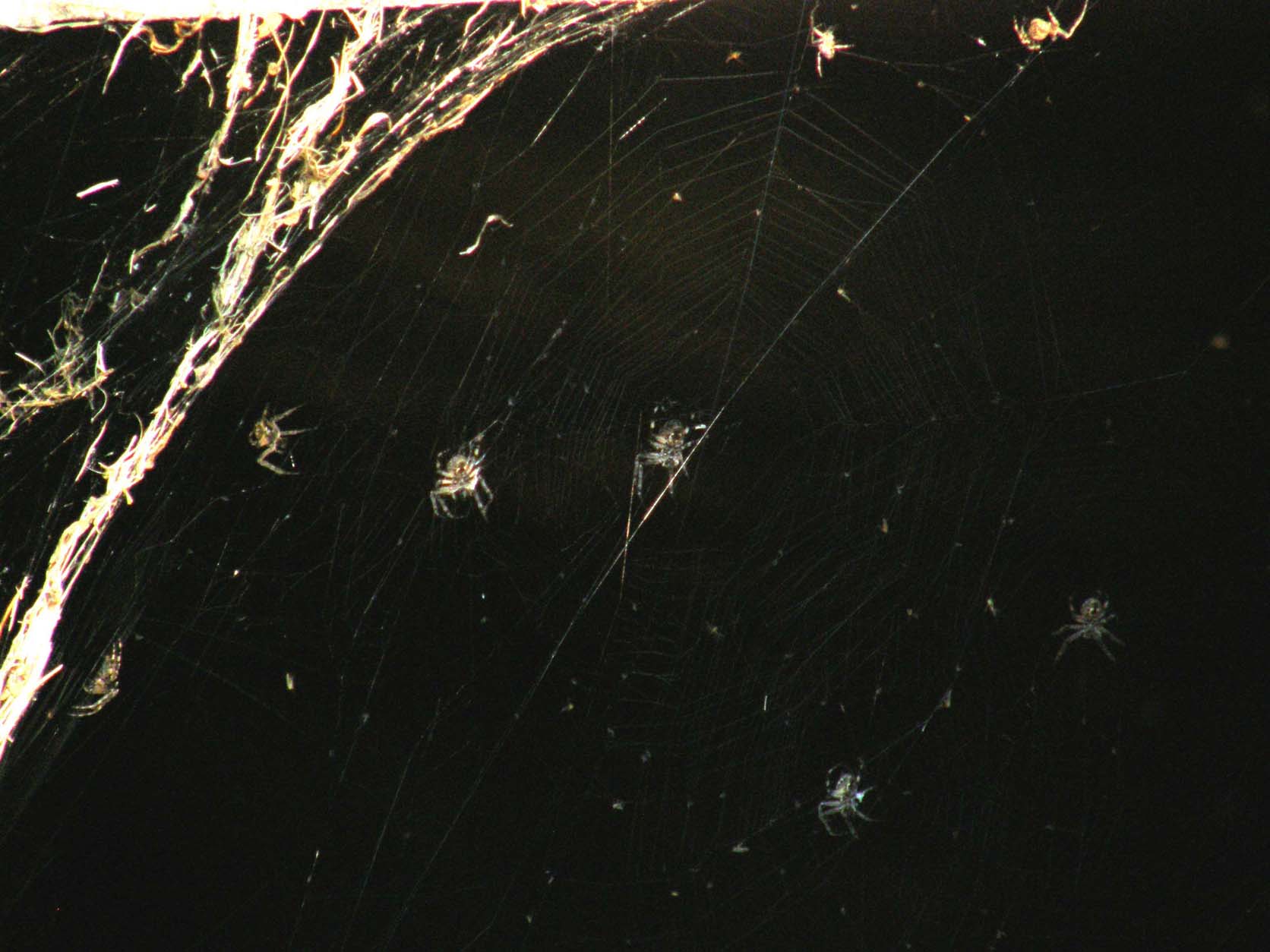 Larinioides sclopetarius