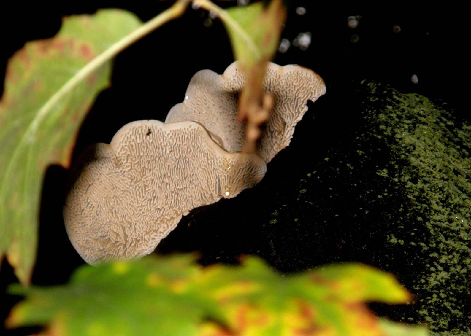 Parassita su una quercia (Daedalea quercina)