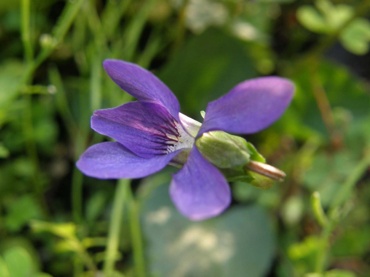 Viola sororia  / Viola sorella