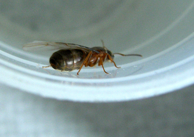 Grossa formica alata: probabile Lasius emarginatus
