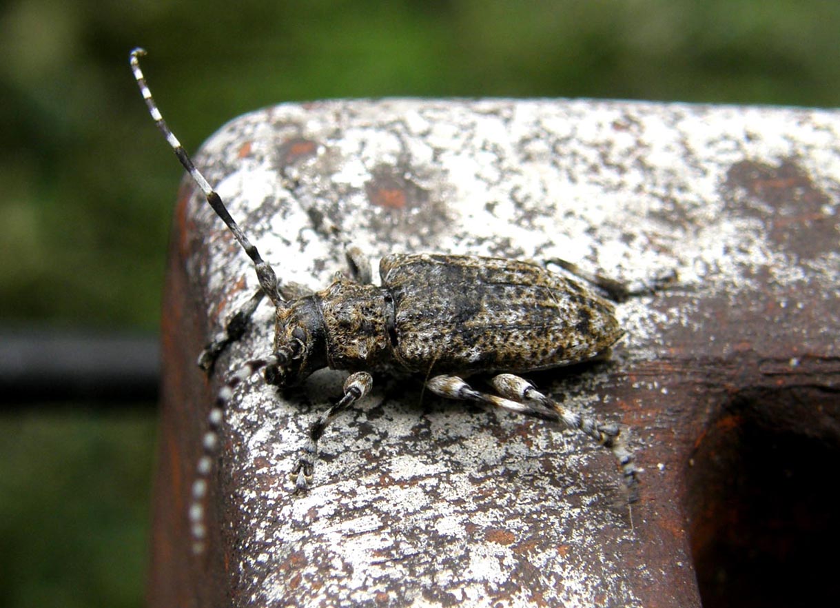 Cerambycidae da identificare: Aegomorphus clavipes