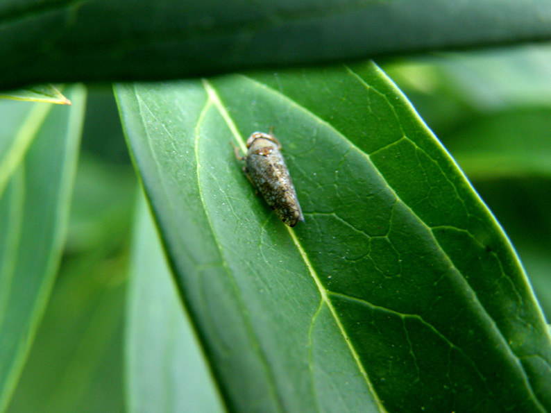 Cicadellidae  Deltocephalinae