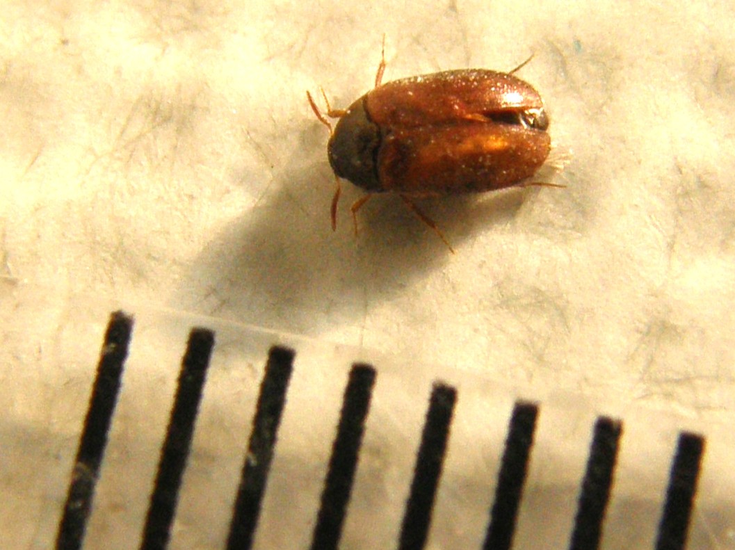 Dermestidae da identificare: Attagenus brunneus