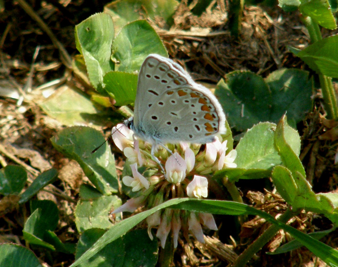 Polyommatus icarus