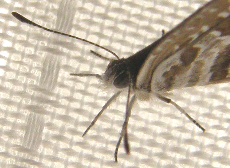 Cacyreus marshalli