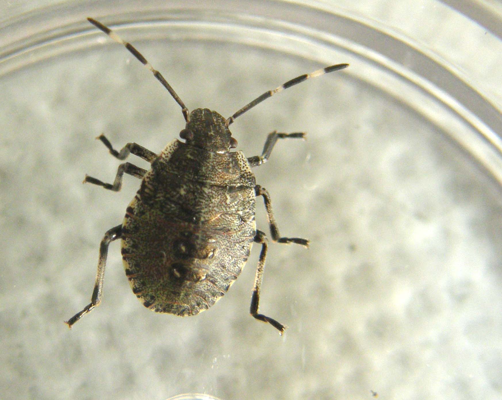 Pentatomidae: giovani di Rhaphigaster nebulosa
