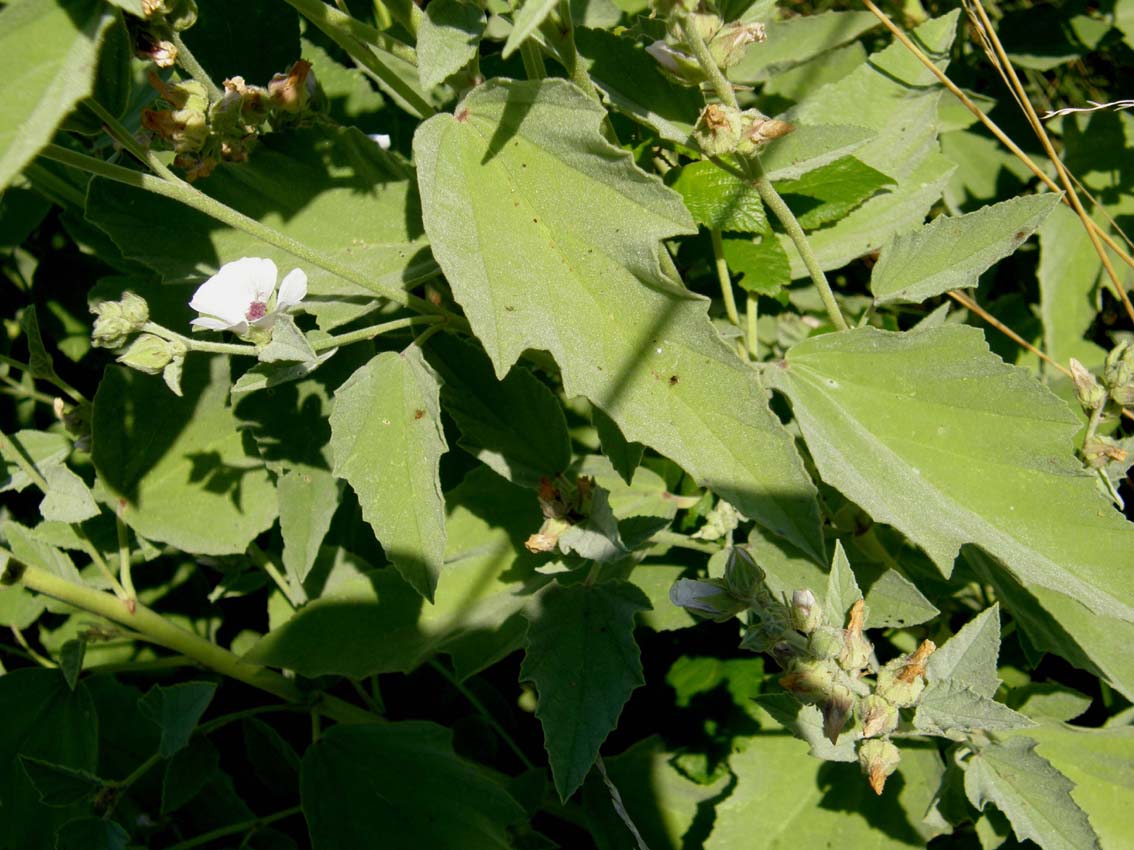 Althea officinalis (Malvaceae)