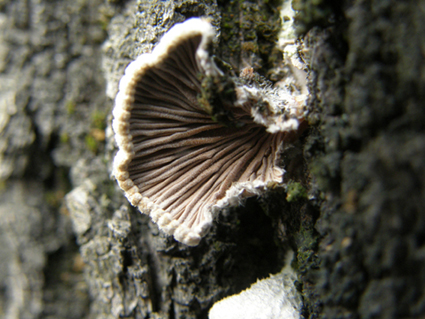 Schyzophyllum commune?