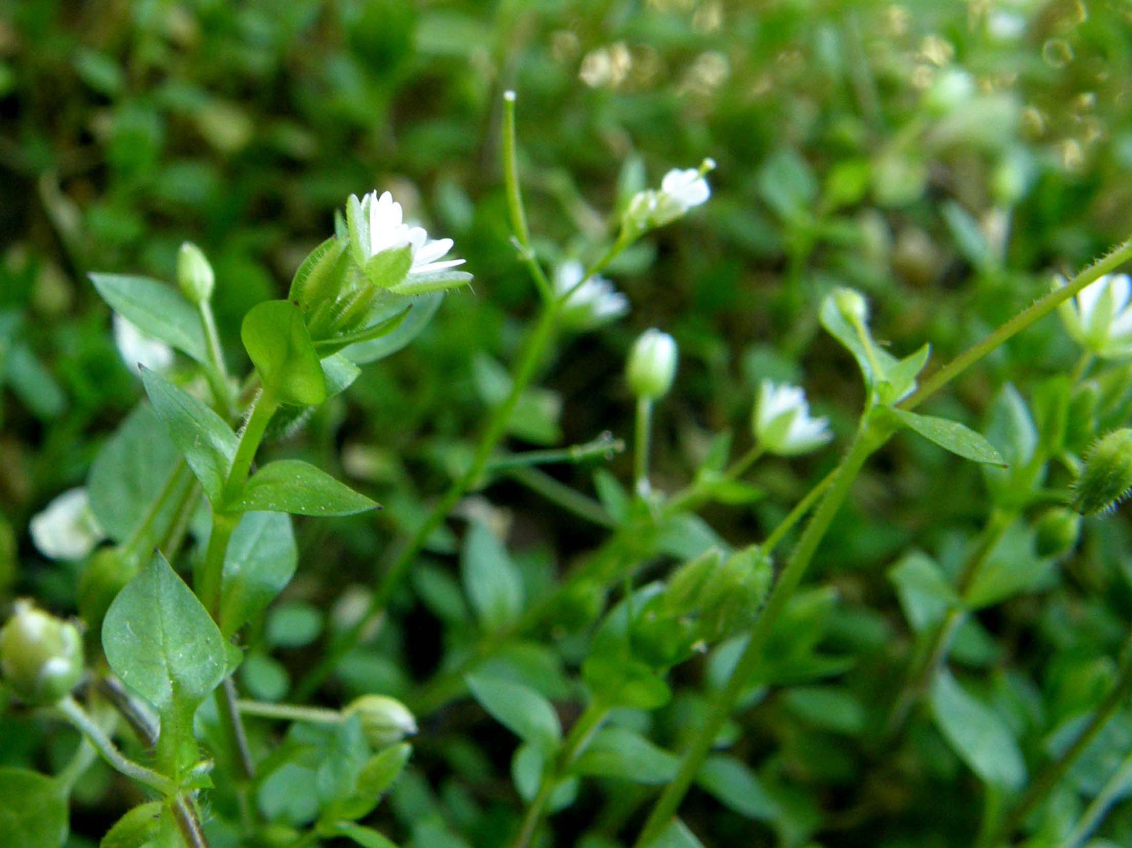 Stellaria media