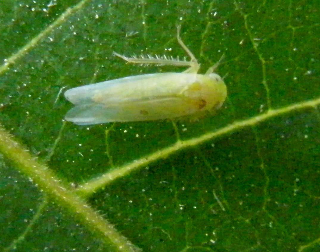 sottofamiglia Typhlocybinae