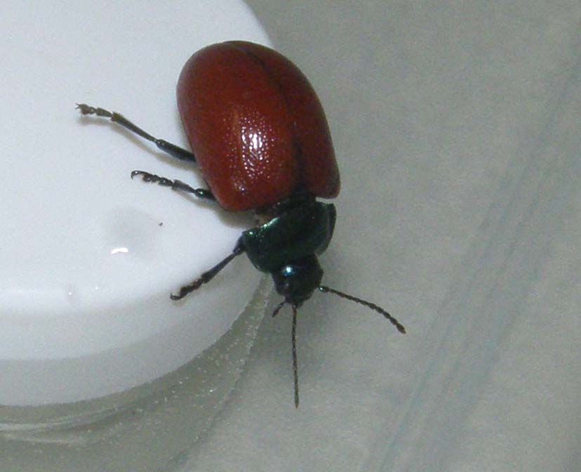 Crisomelide rosso da identificare - Crysolina grossa