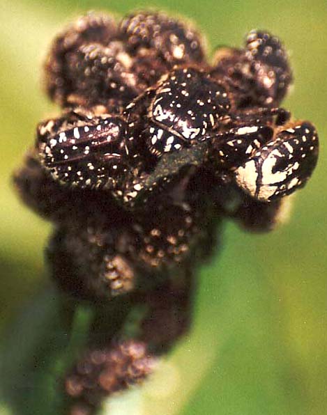 Ammucchiata di Oxythyrea funesta