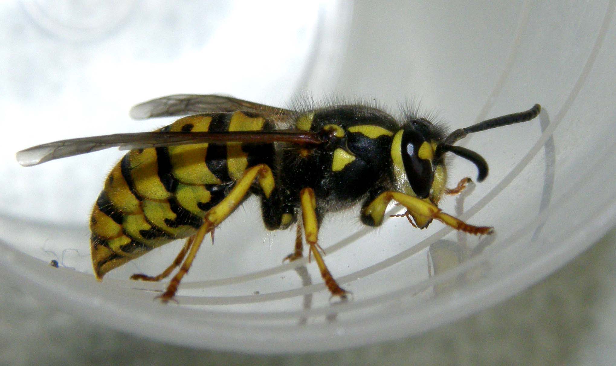 Vespula germanica F (Vespidae)