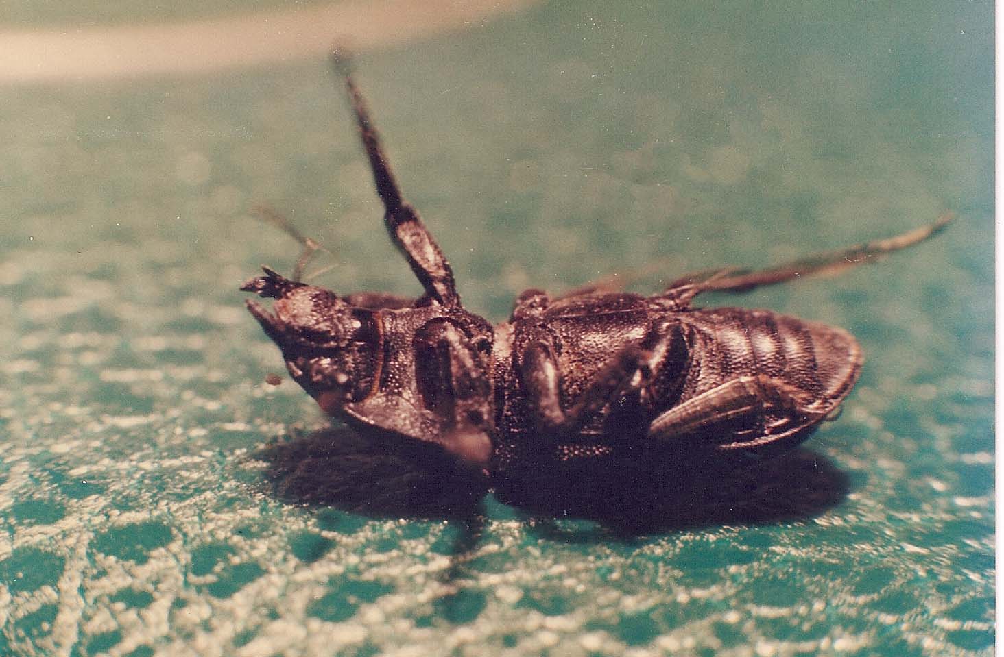 Due coleotteri da identificare