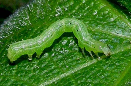 Piccoli bruchi crescono...(Chrysodeixis chalcites)