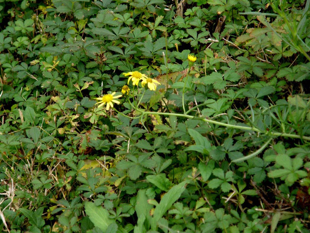 Fiori gialli da identificare - Senecio inaequidens