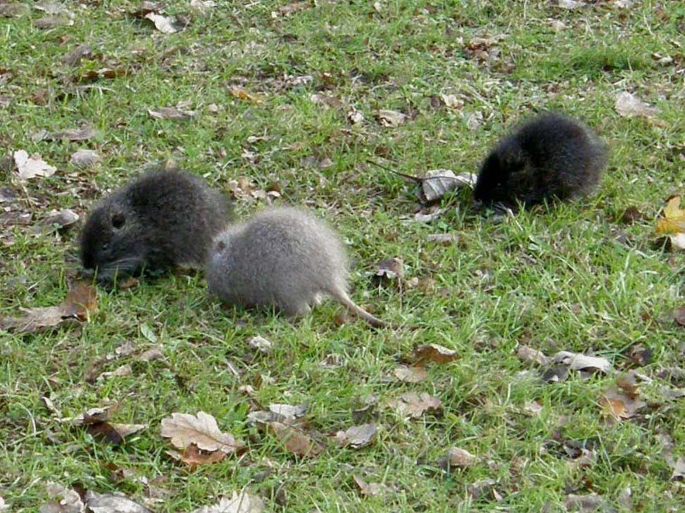 Nutria albina - Basiglio (MI)