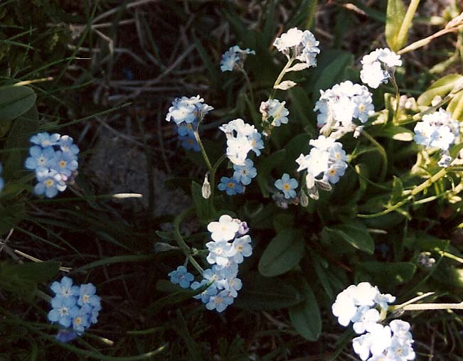 Myosotis sp. (Boraginales - Boraginaceae)