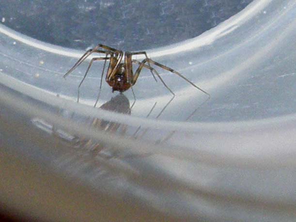 Un altro ragnetto casalingo: Linyphiidae