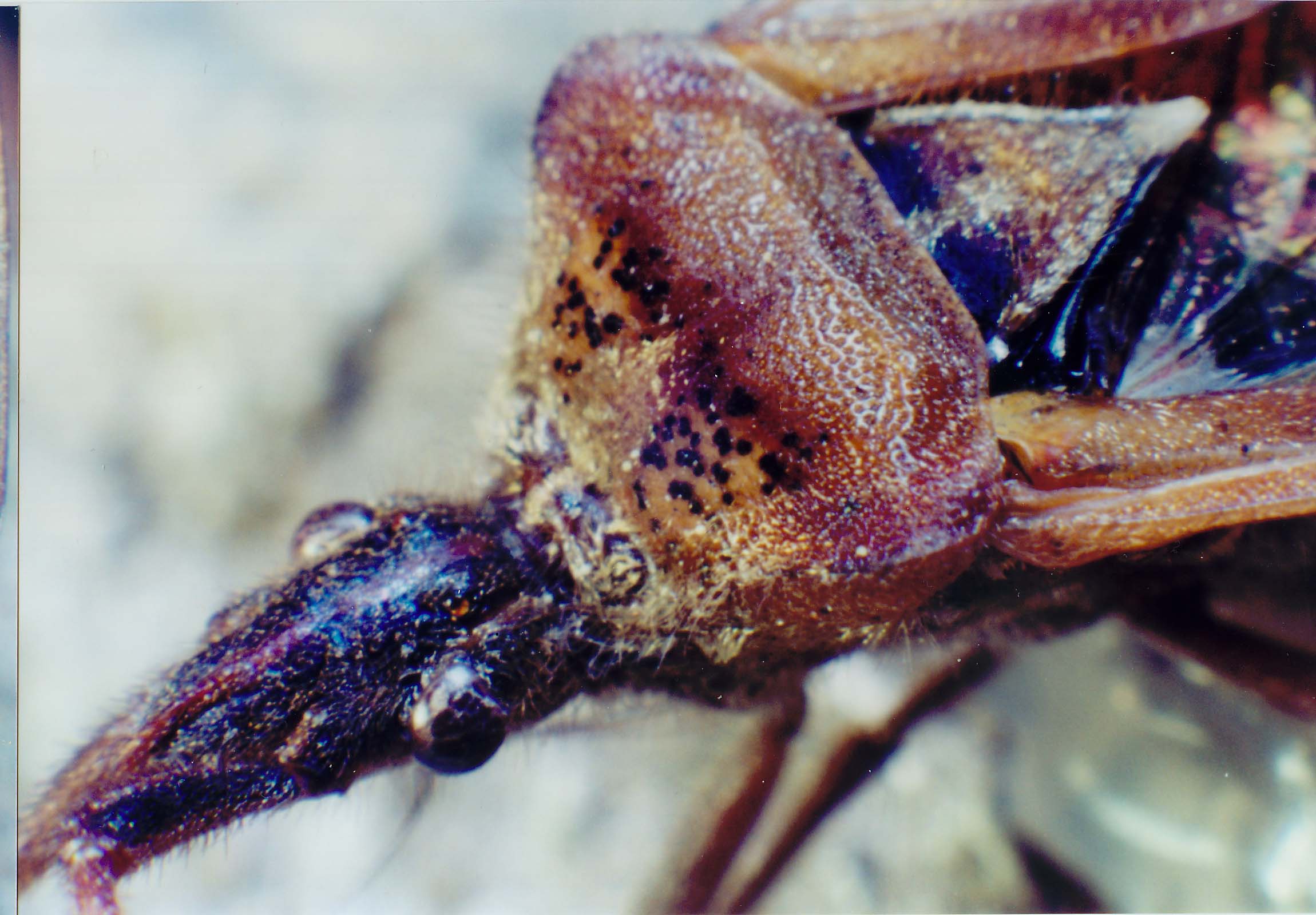 Leptoglossus occidentalis (Coreidae)