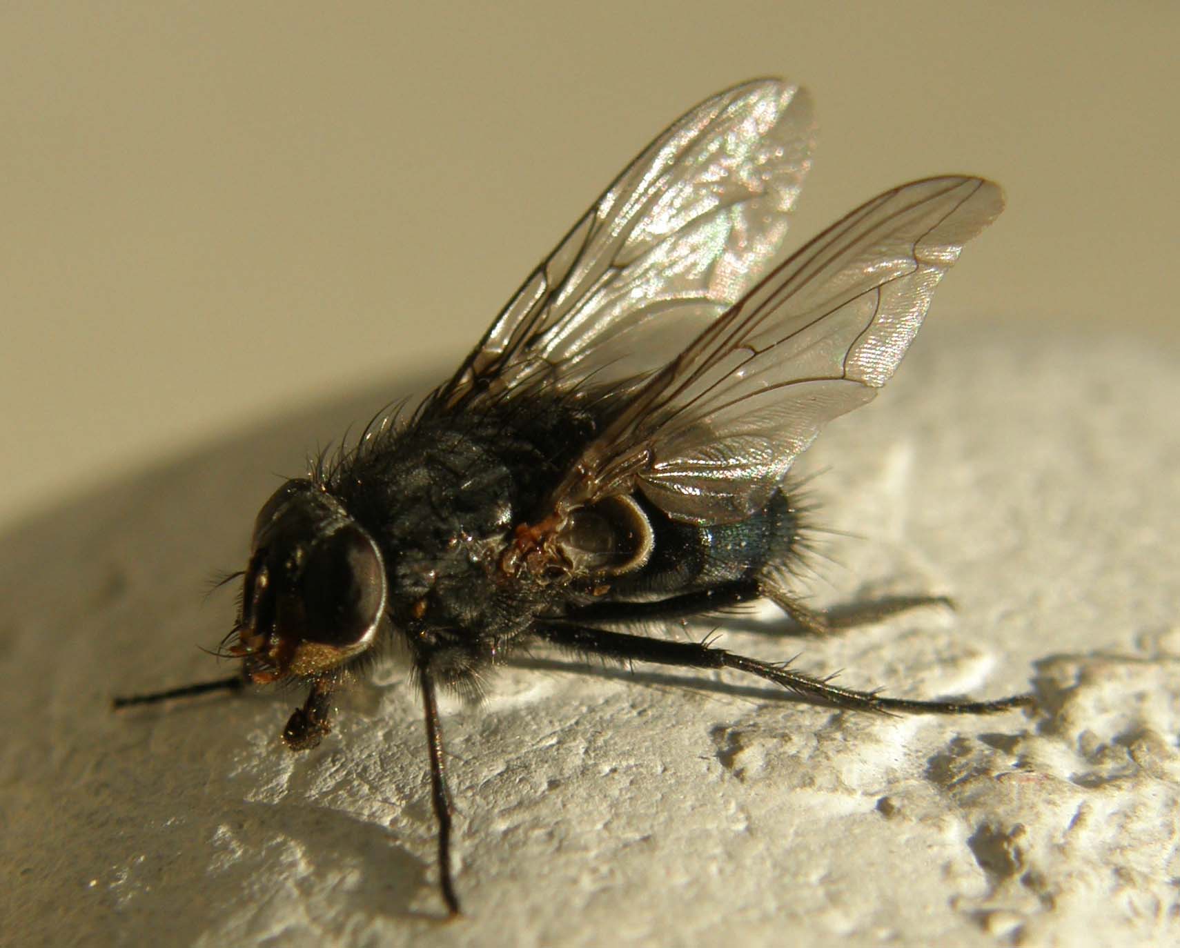 Sirfide da identificare
