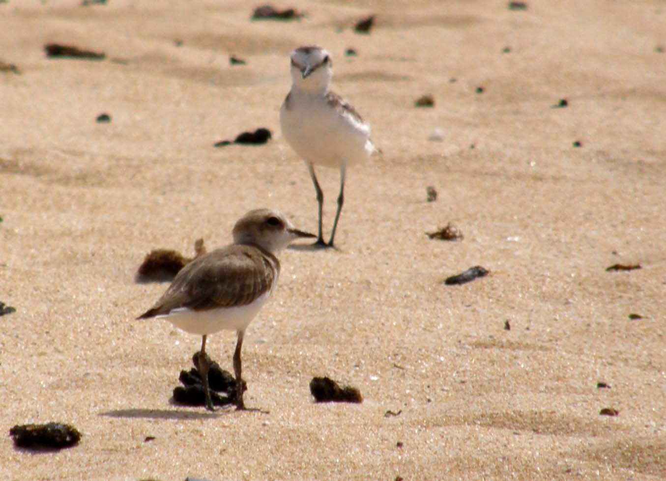 Fratino (Charadrius alexandrinus alexandrinus) delle Canarie (Fueteventura)