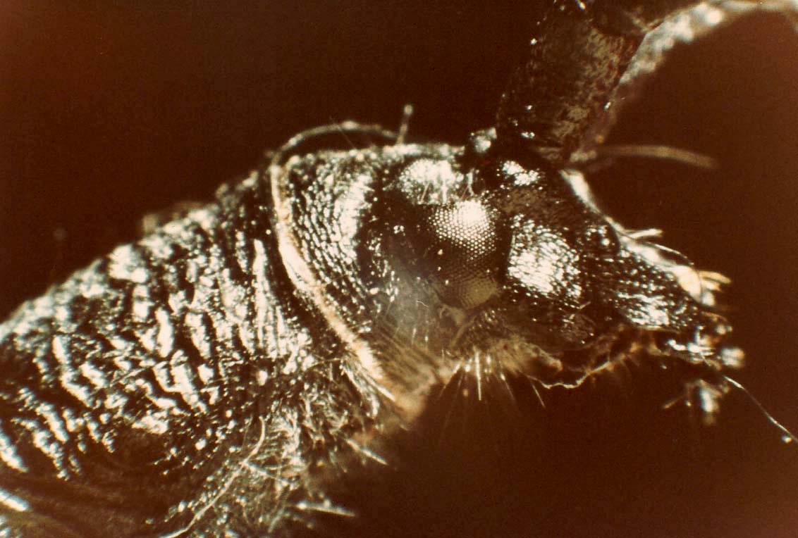 Cerambyx scopolii