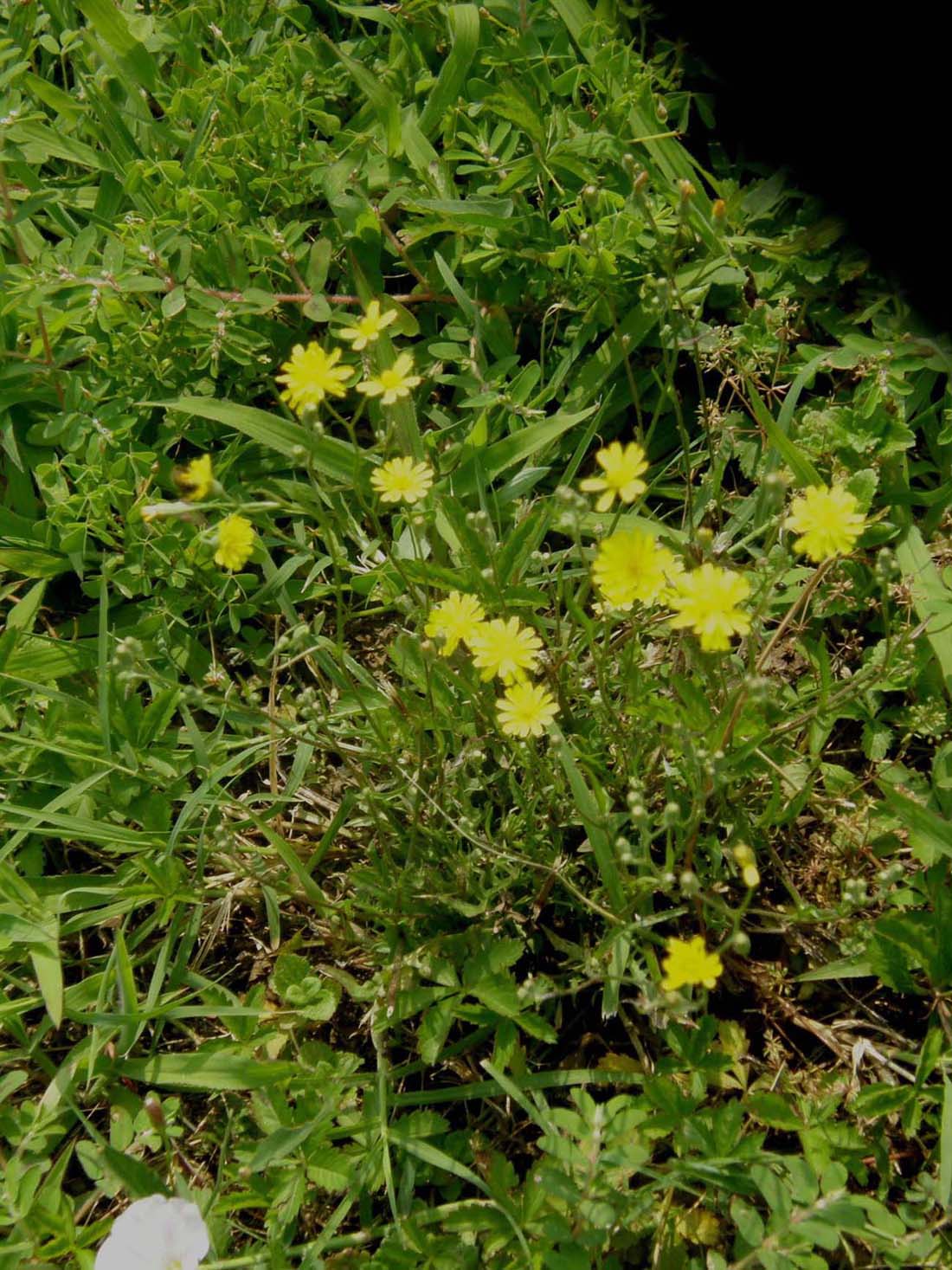 Hypochaeris sp. e Sonchus oleraceus (Asteraceae)