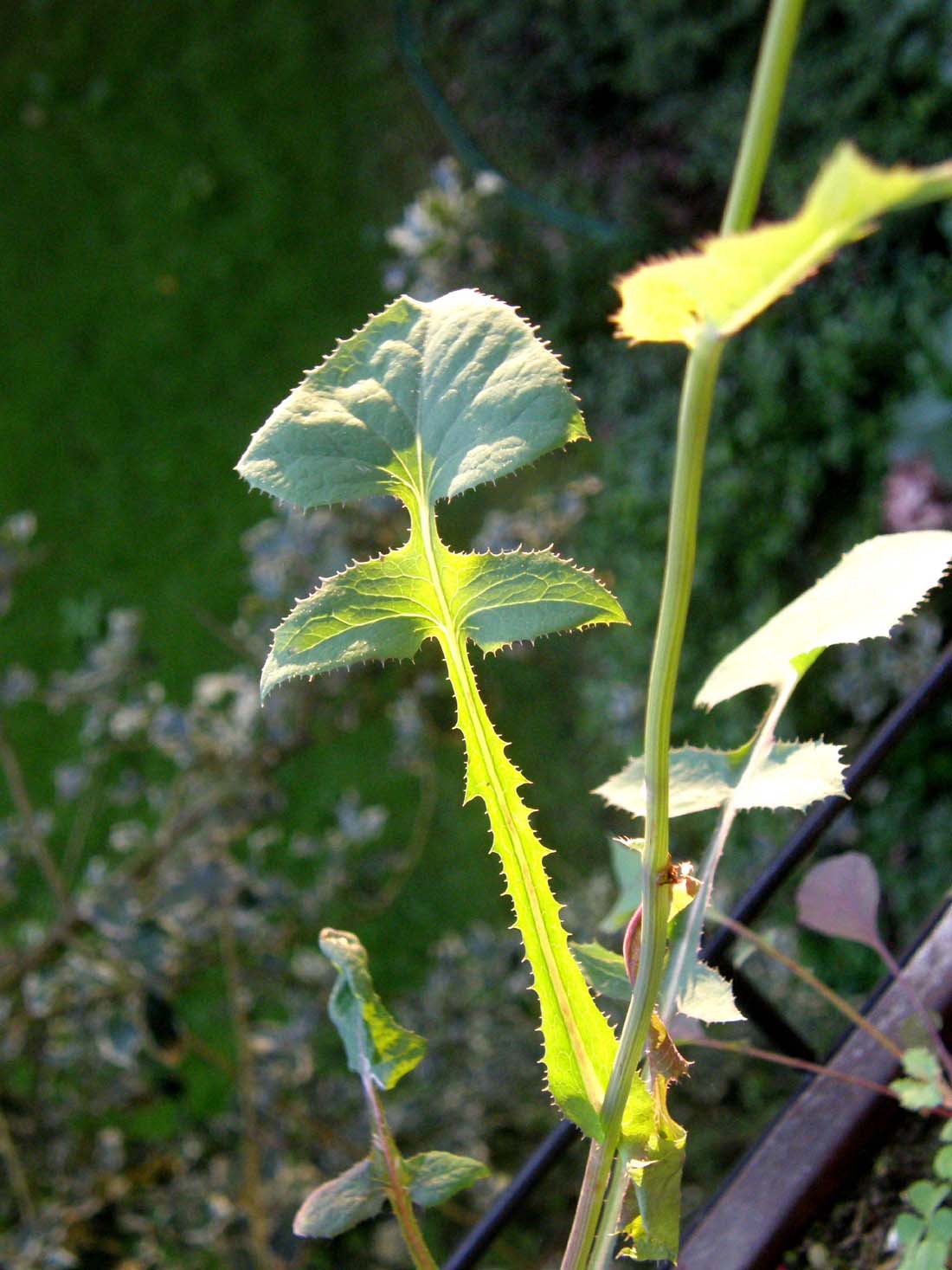 Hypochaeris sp. e Sonchus oleraceus (Asteraceae)
