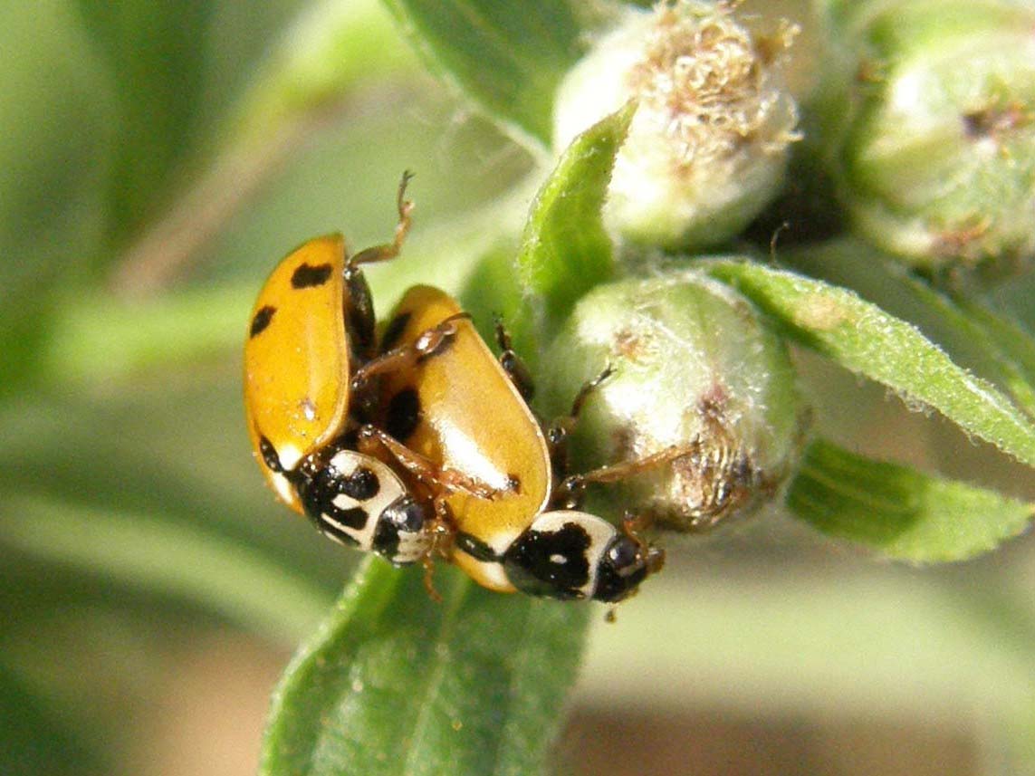 Coccinelle in accoppiamento da identificare