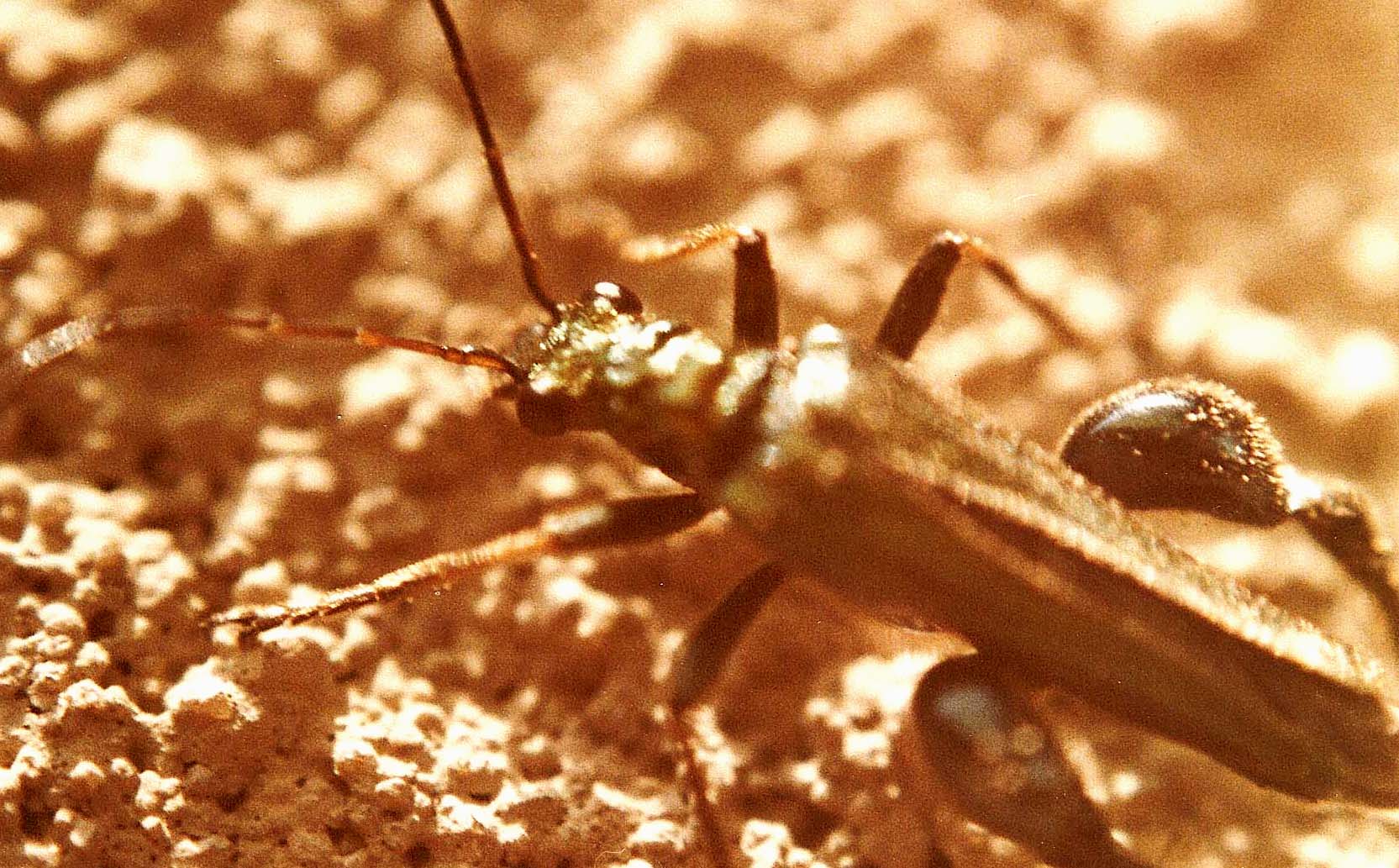Oedemera?