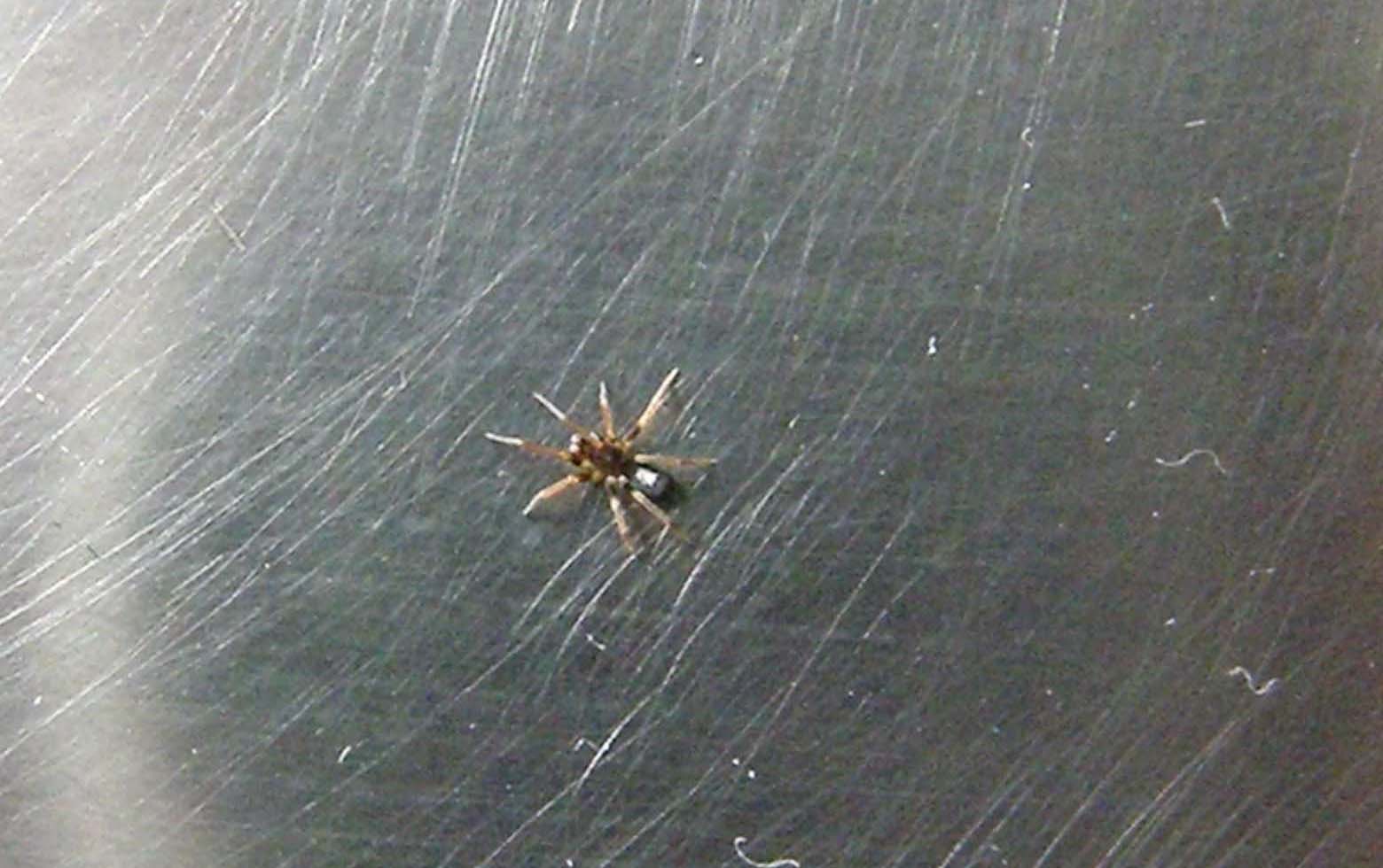 Un Lycosidae e Pritha sagittata