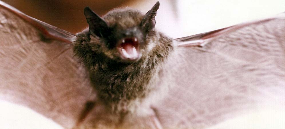 Pipistrellus sp.