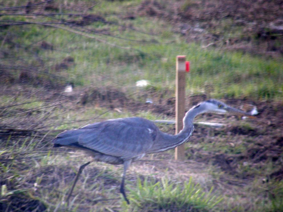 Incontro ravvicinato con Airone cenerino (Ardea cinerea) su una strada provinciale