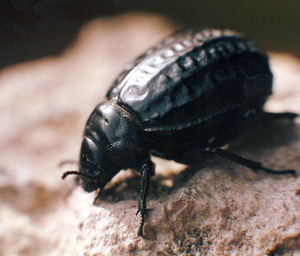 Coleotteri marocchini