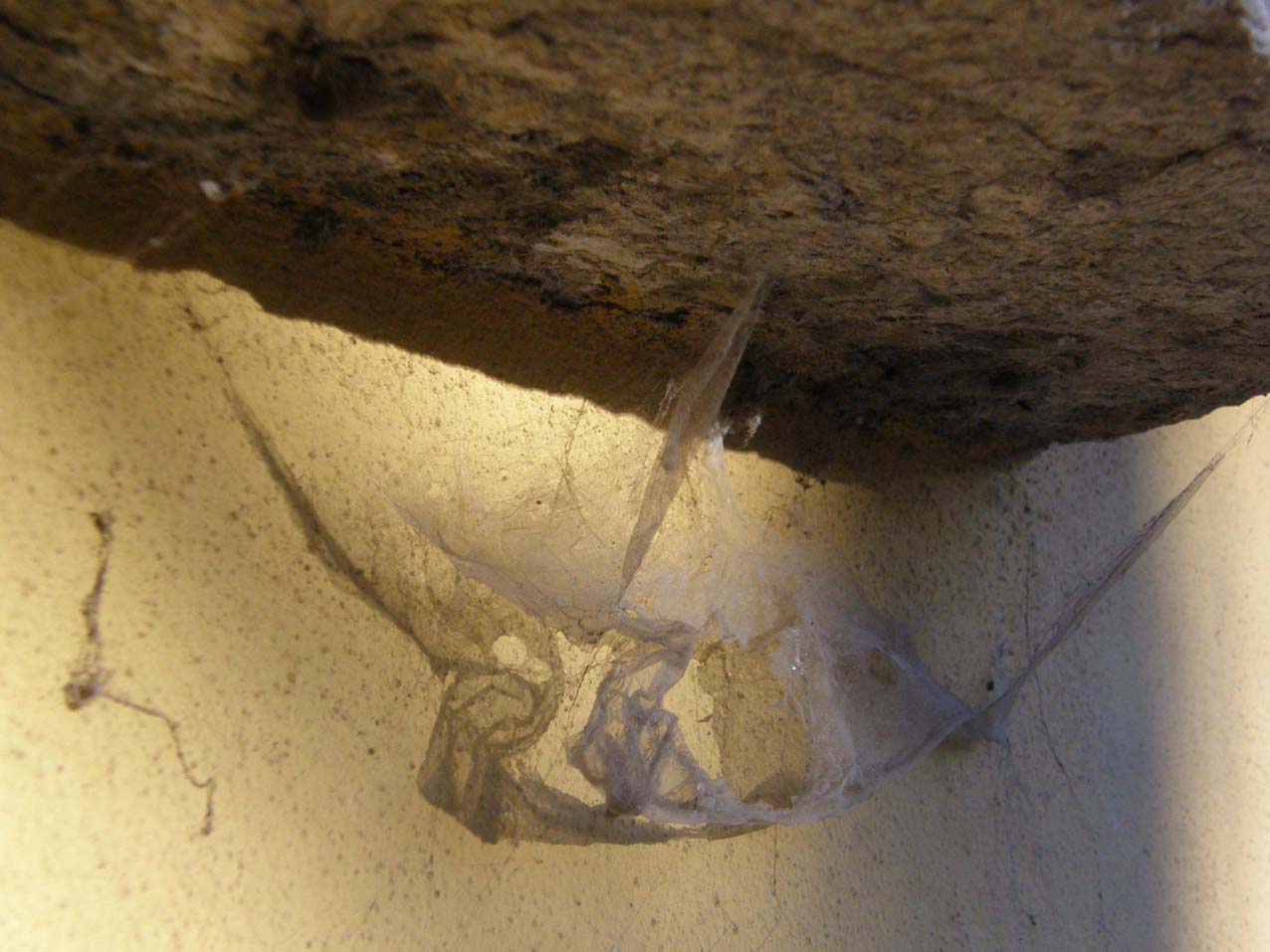 Tegenaria sp.