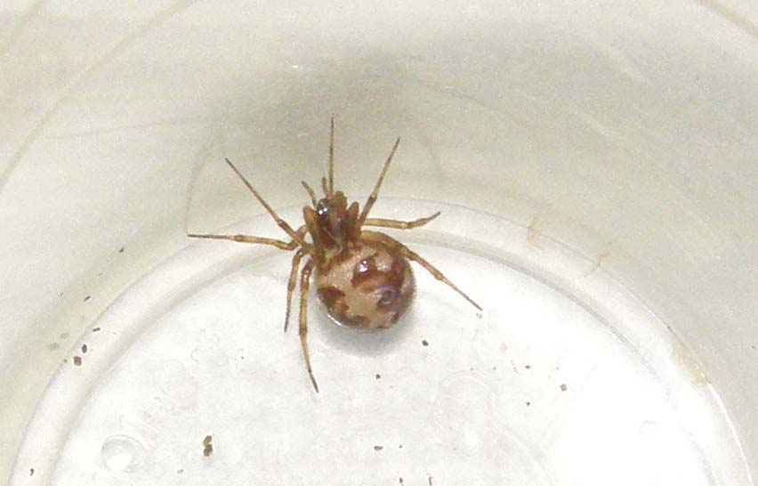 Steatoda triangulosa con ovisacco e piccoli