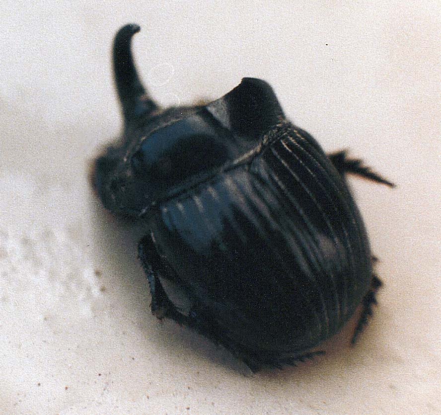 Scarabei rinoceronte (Oryctes nasicornis)