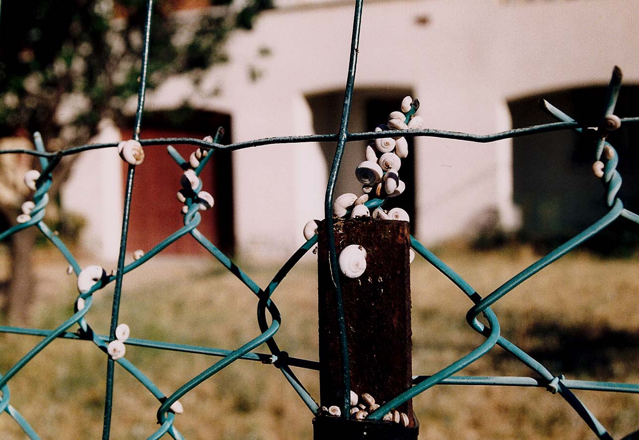 Chioccioline molto invadenti