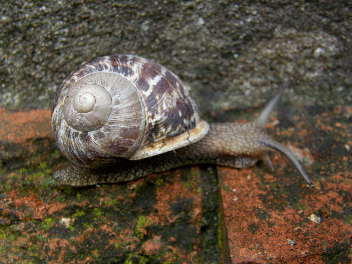Helicidae da identificare