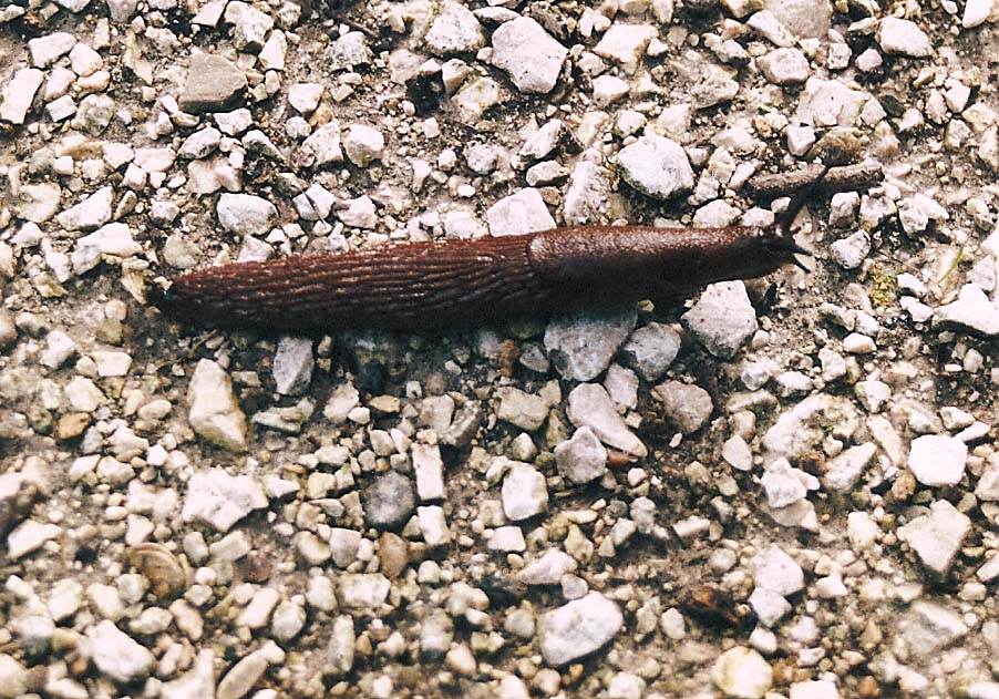 Limax da identificare (PC - MI)