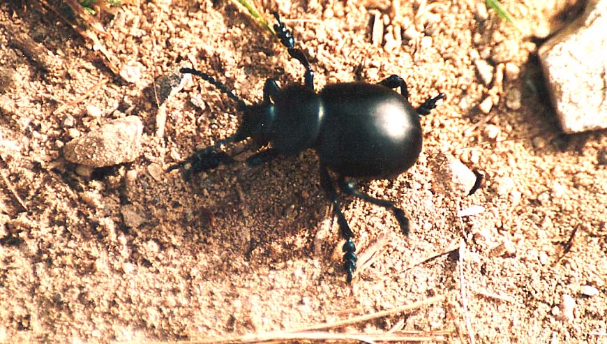 Timarcha pimelioides? tenebricosa