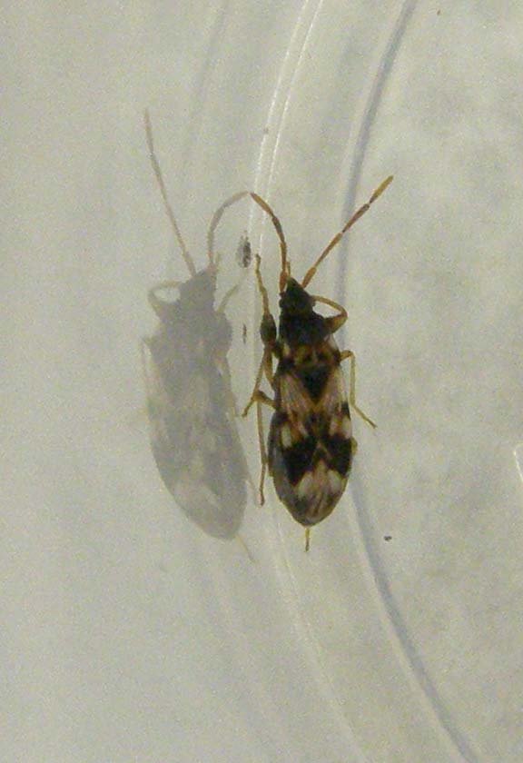 Lygaeidae: Scolopostethus sp.